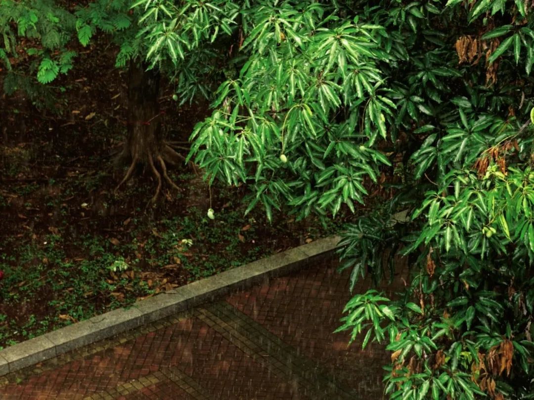 华园的第一丝秋意,爱了!