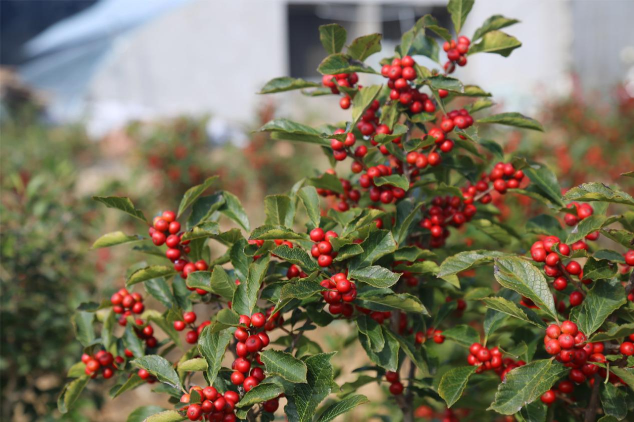 春节就该养一盆北美冬青,冬季红果挂满树,寓意日子红红火火