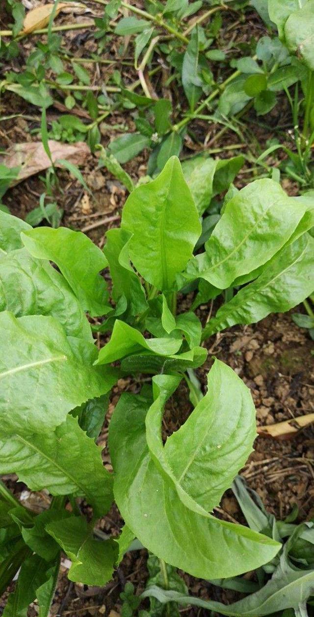 农村常见的"野草",现在成了"营养菜",城里人排队上山挖