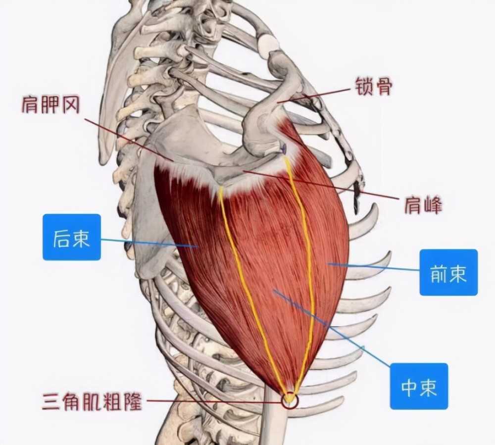 羊三角肌的位置图片