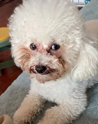 比熊"泪痕"让人头疼?这6个小妙招,赶快收藏起来