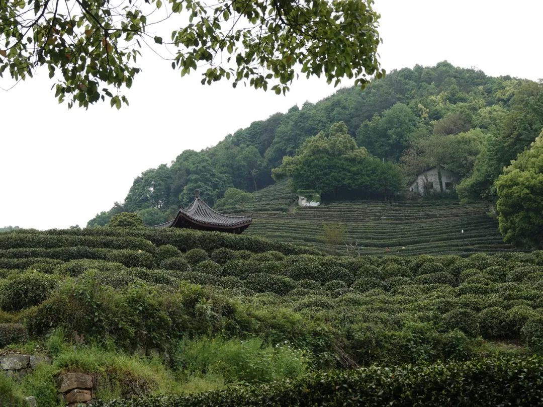 杭州獅峰山下,龍井泉邊,有乾隆皇帝的十八棵御茶樹