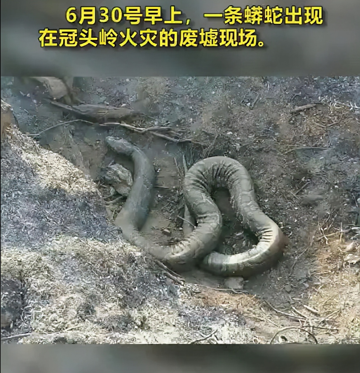 印尼大火烧死蟒蛇王图片