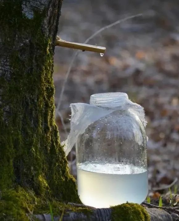 白桦树汁,来自大自然的植物能量丨太阳升汇美桦姿堂面膜