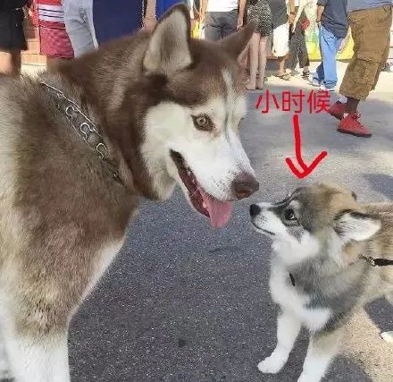 网友晒出博美和哈士奇的结晶,好美:看完想偷狗!