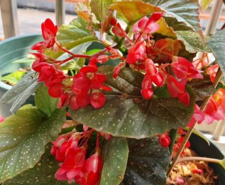 1种花名叫竹节海棠,开花一串串,妥妥的"花串子",奇特可爱