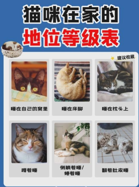 猫咪地位高低:猫咪在家地位等级表