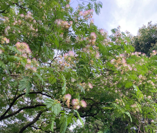1种绿化树开花如扇子,粉嫩嫩,美极了!不少人见过却说不出名字