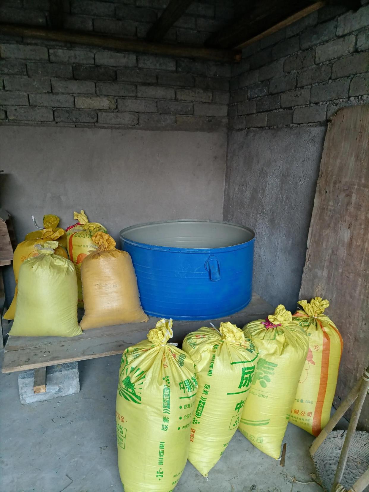 等待进仓的稻谷