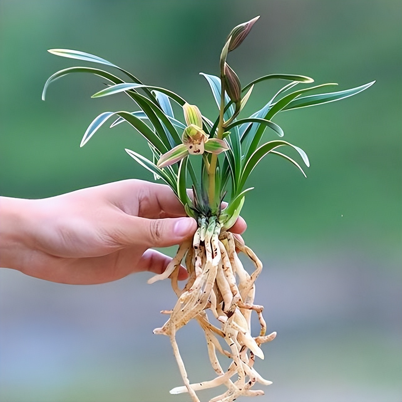 皇妃兰花开花图图片