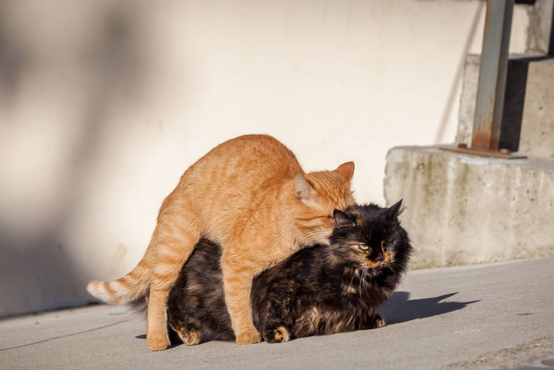 猫咪在交配,别强行分开它们,不然你会后悔!
