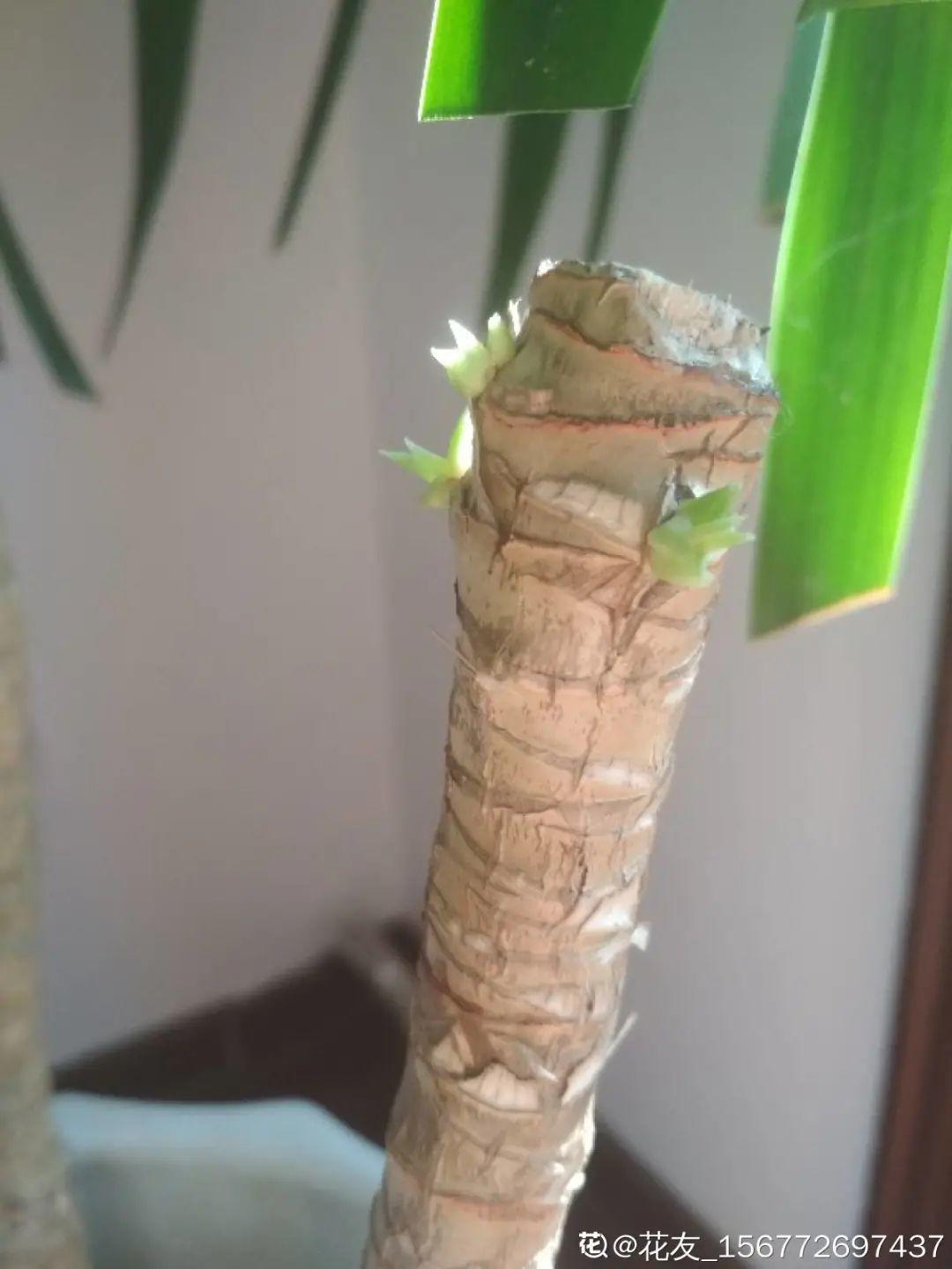 6种花夏天难养,贴土面砍一刀,新芽呼呼冒