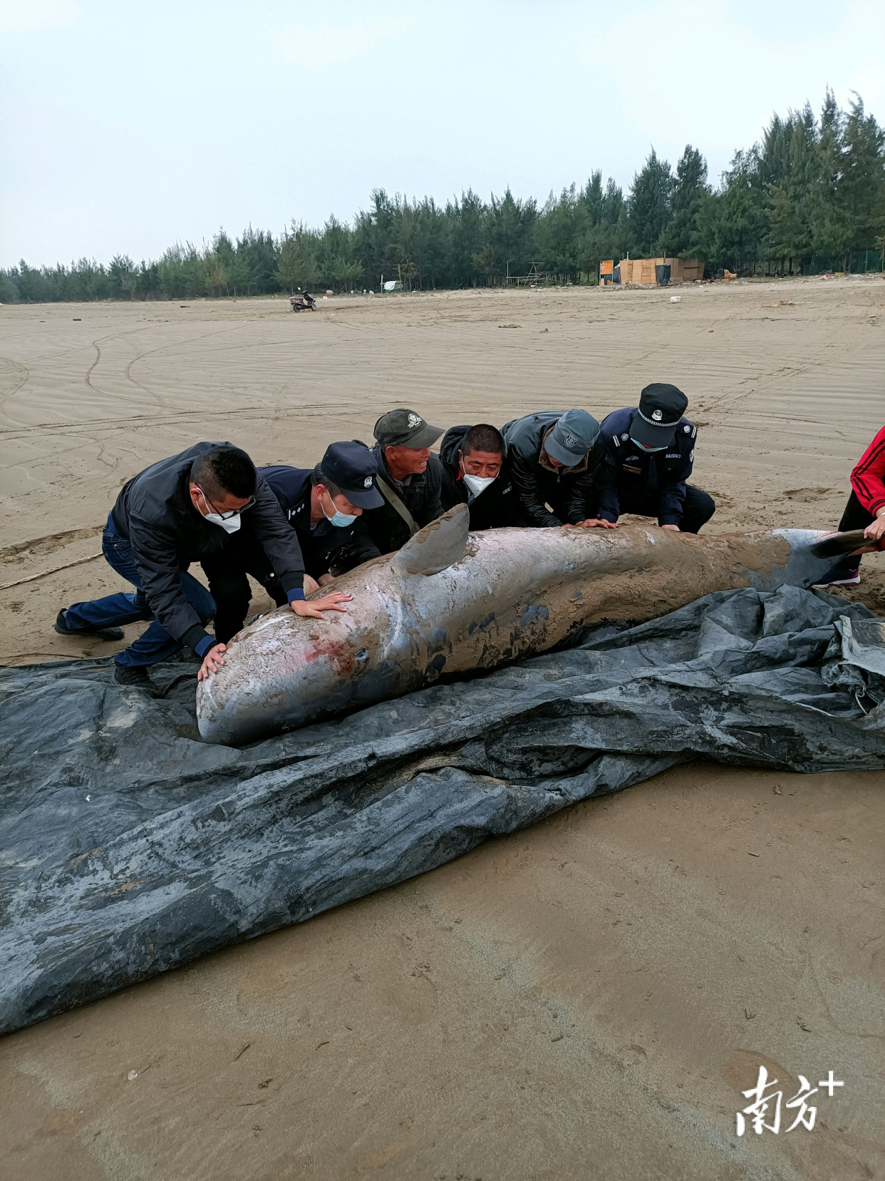 珠海金沙滩发现搁浅鲸鱼,警民合力助其回归大海