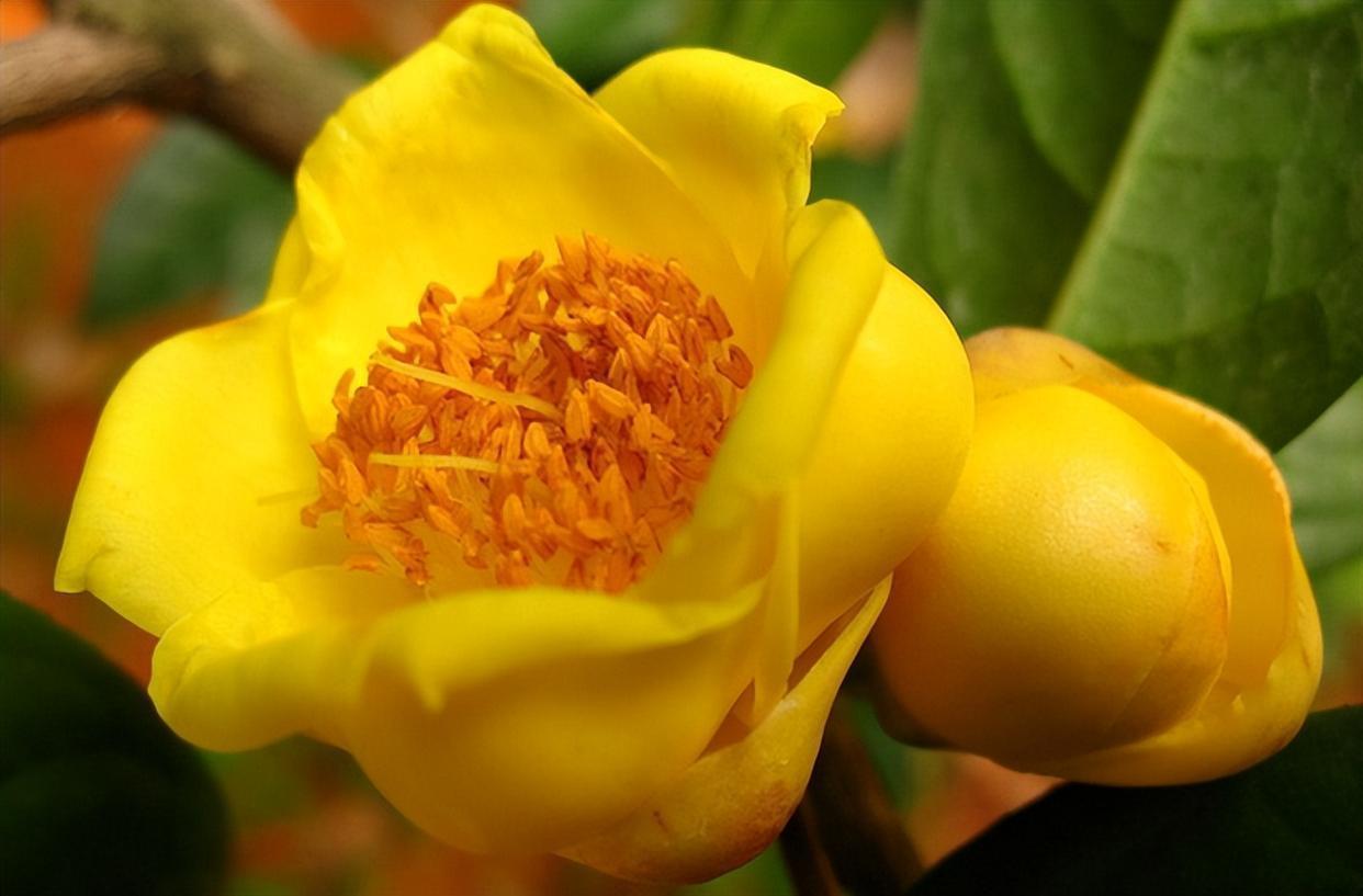 此茶花被誉为"茶族皇后",花色金黄,营养丰富,观赏食用两不误