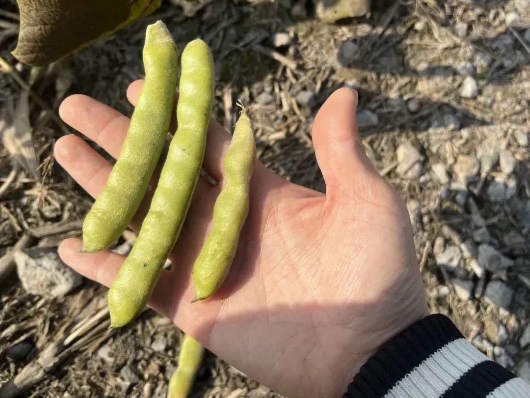 原因就在於它是可食用的食物,一種名為魚藤酮的毒素,充斥在它的種子和