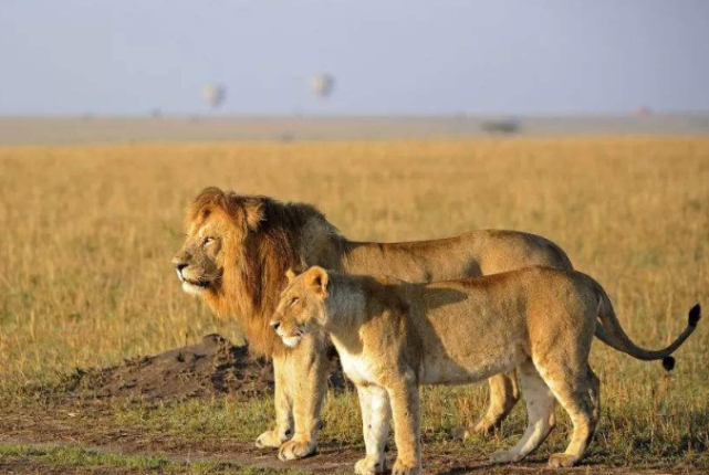 狮子最大的天敌!草原上的狮子都知道,看见后不要挑衅,赶紧逃!