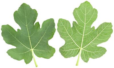 如何区分等面叶和两面叶