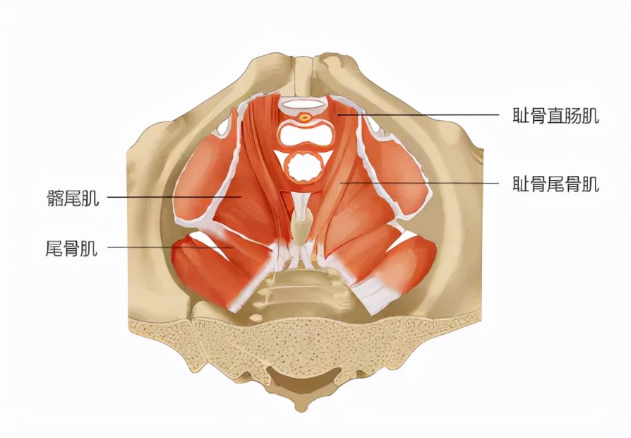 盆底肌的这六个冷知识