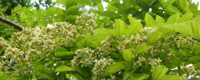 刺猬紫檀和非洲花梨木的区别