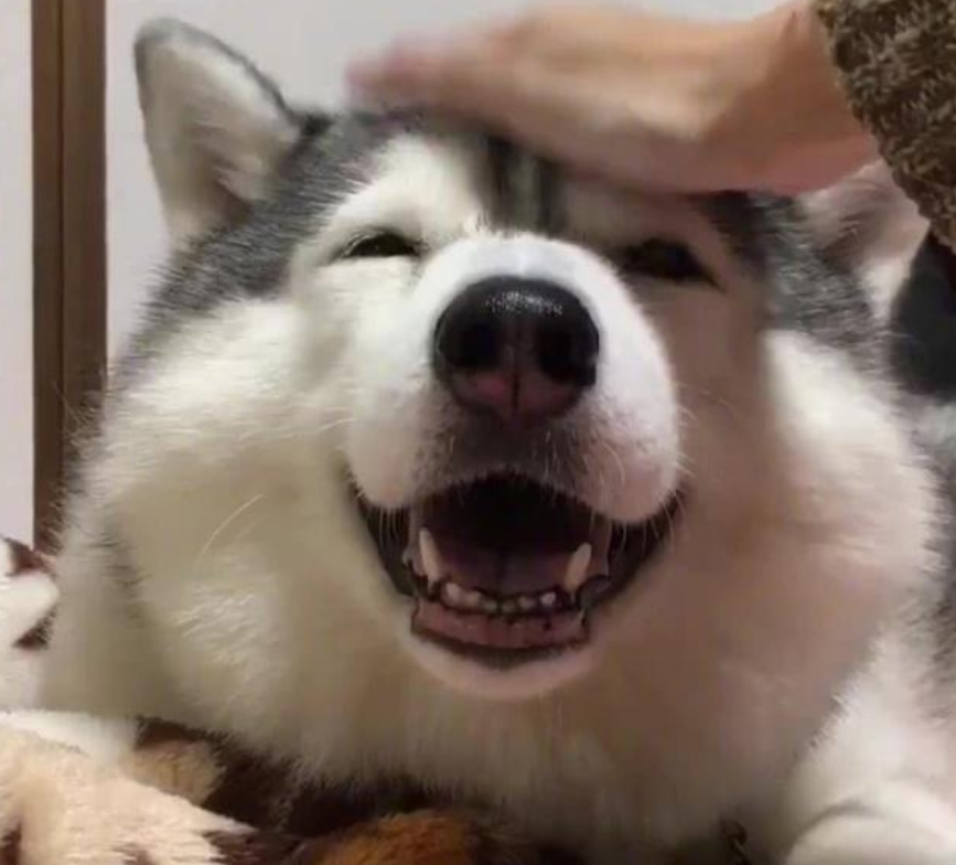 狗狗被摸头,在它眼中意味着什么?