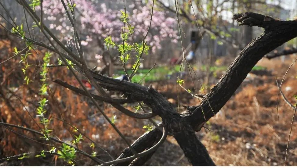 保定,有个小村叫野北