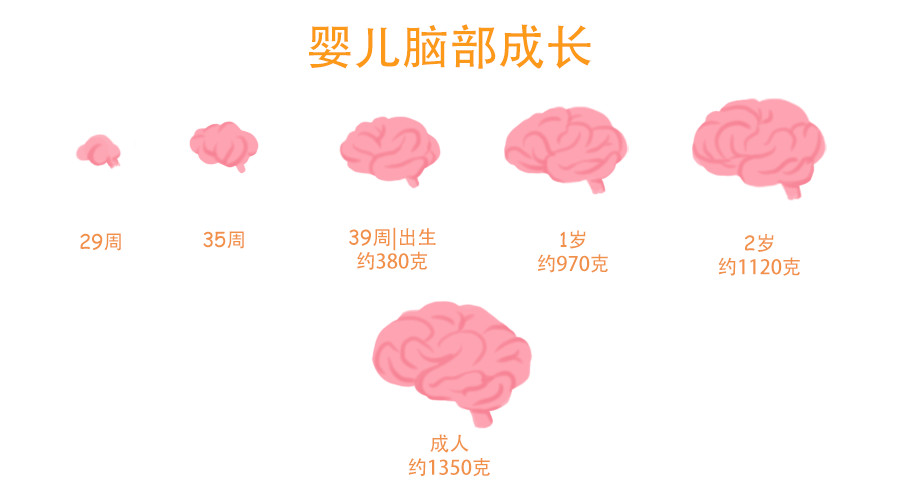 国外研究表明:孩子一生有三次大脑发育高峰期,家长别错过