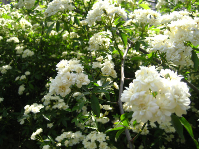 这种花抗冷耐寒,养护简单,现在种一株,来年变成花的海洋