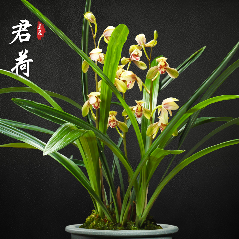 建兰荷瓣铭品——君荷,瓣型圆润,花色鲜艳,兰香迷人,好养实惠