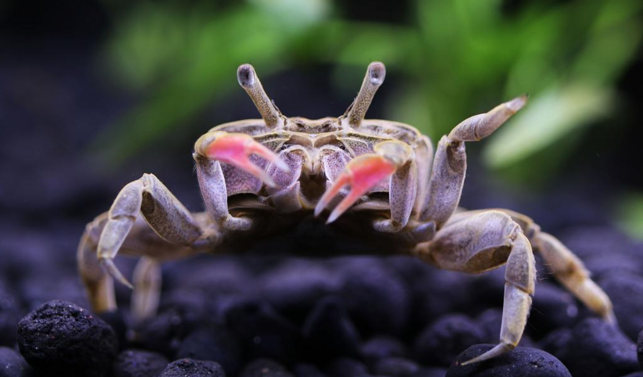 豹点蟹可以和鱼一起养吗?