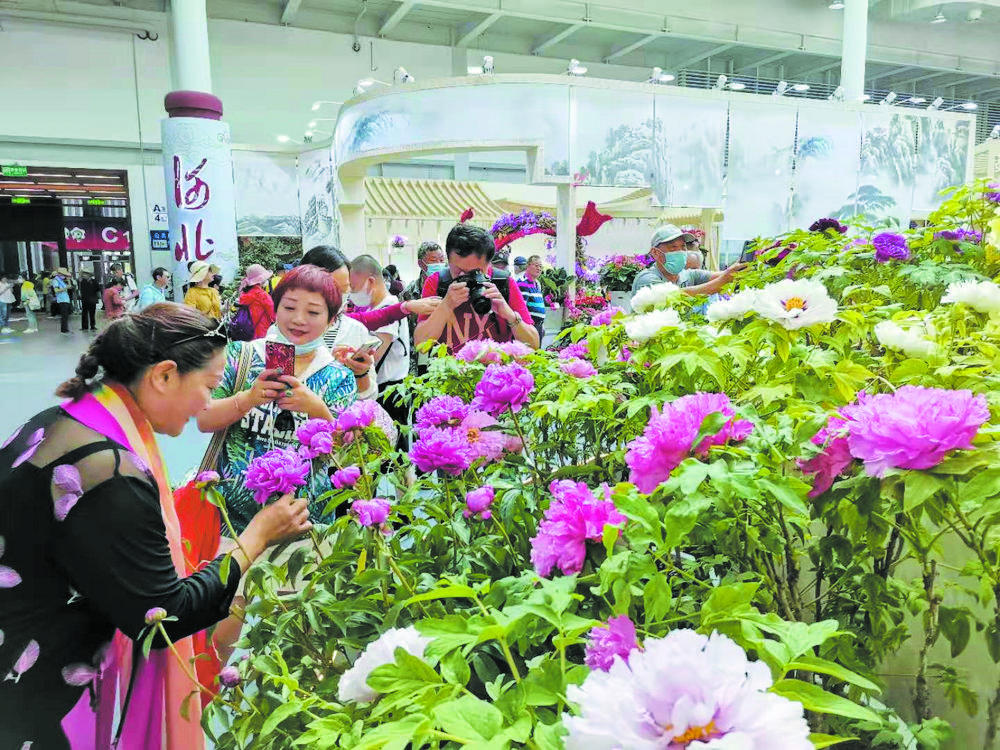 摘13金奪15銀——第十屆花博會,菏澤牡丹豔冠群芳