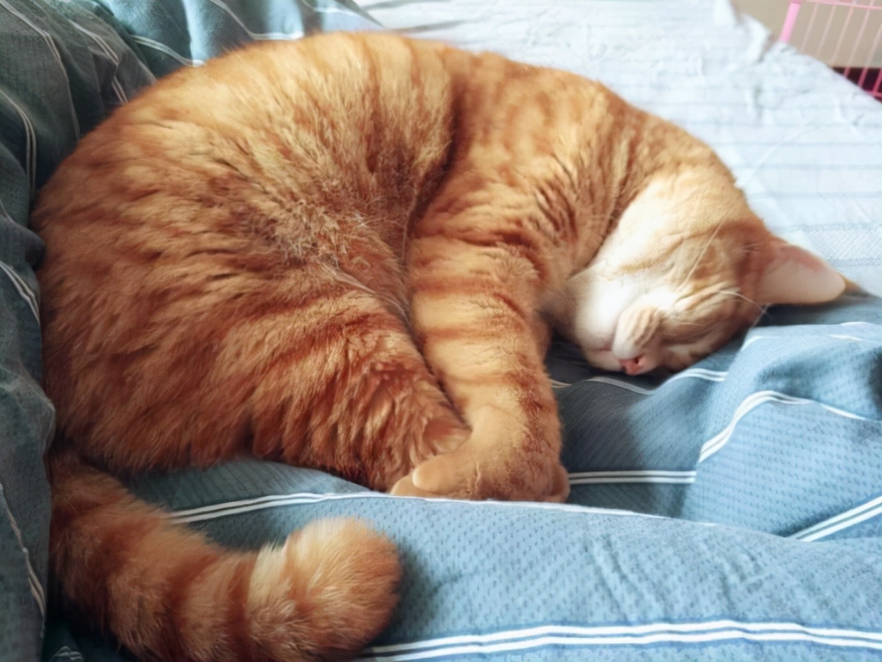 猫咪睡觉姿势图片大全图片