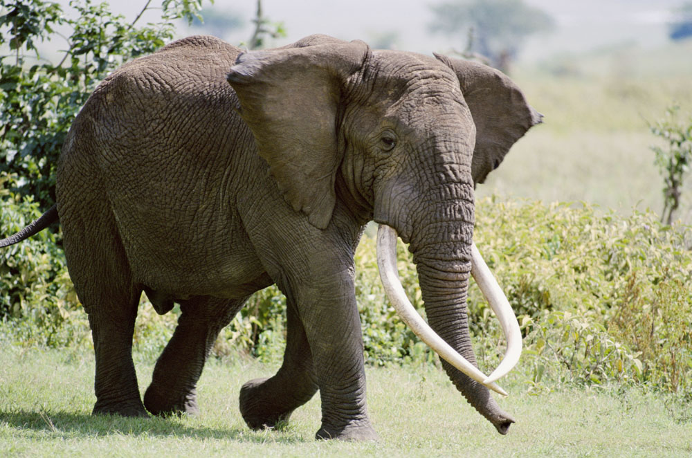 长鼻子是大象的特点,大象的祖先是如何进化成现在这副模样的呢?