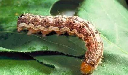 博物夜谈 | 棉花的故事