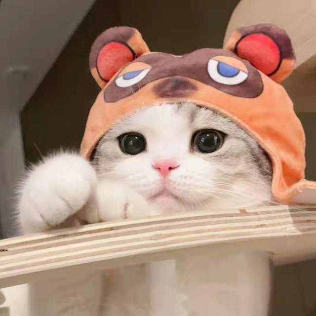 招桃花的猫咪头像|男女通用