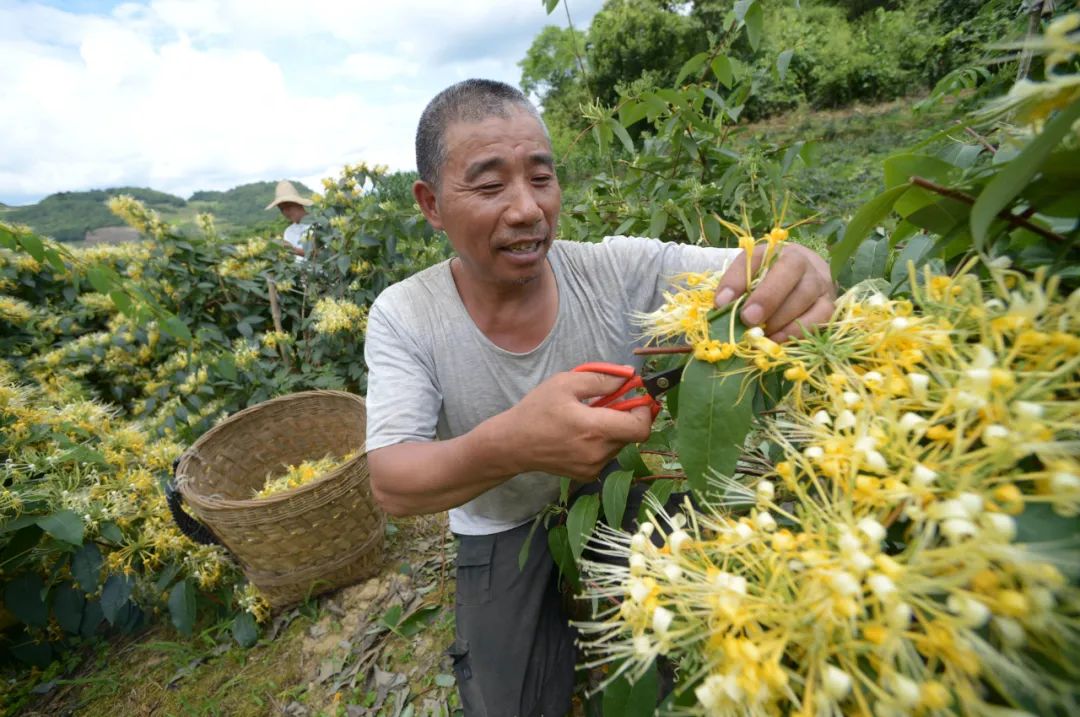 貴州綏陽金銀花增收大產業