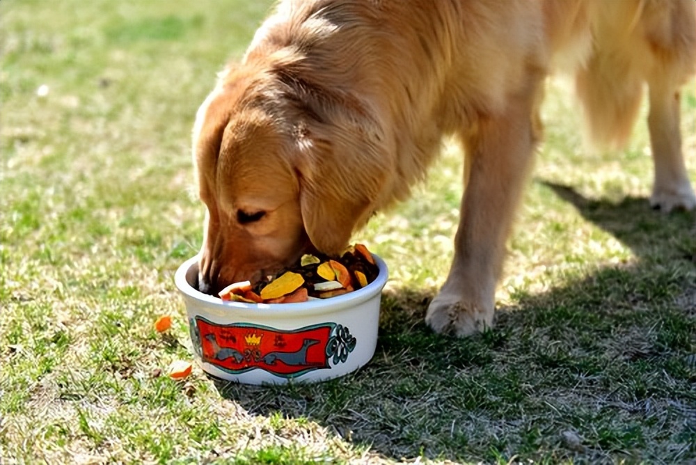 为什么狗狗喜欢在你面前打滚,有这5个原因,别忽视了!