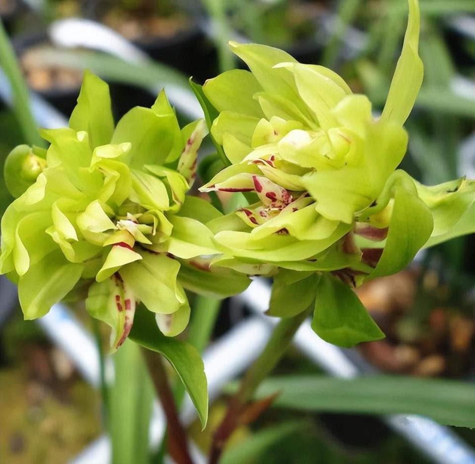 青蝶花菌种植技术图片