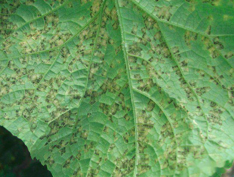 白菜霜霉病传播速度很快,农民要认准病源,并采取相应的措施!