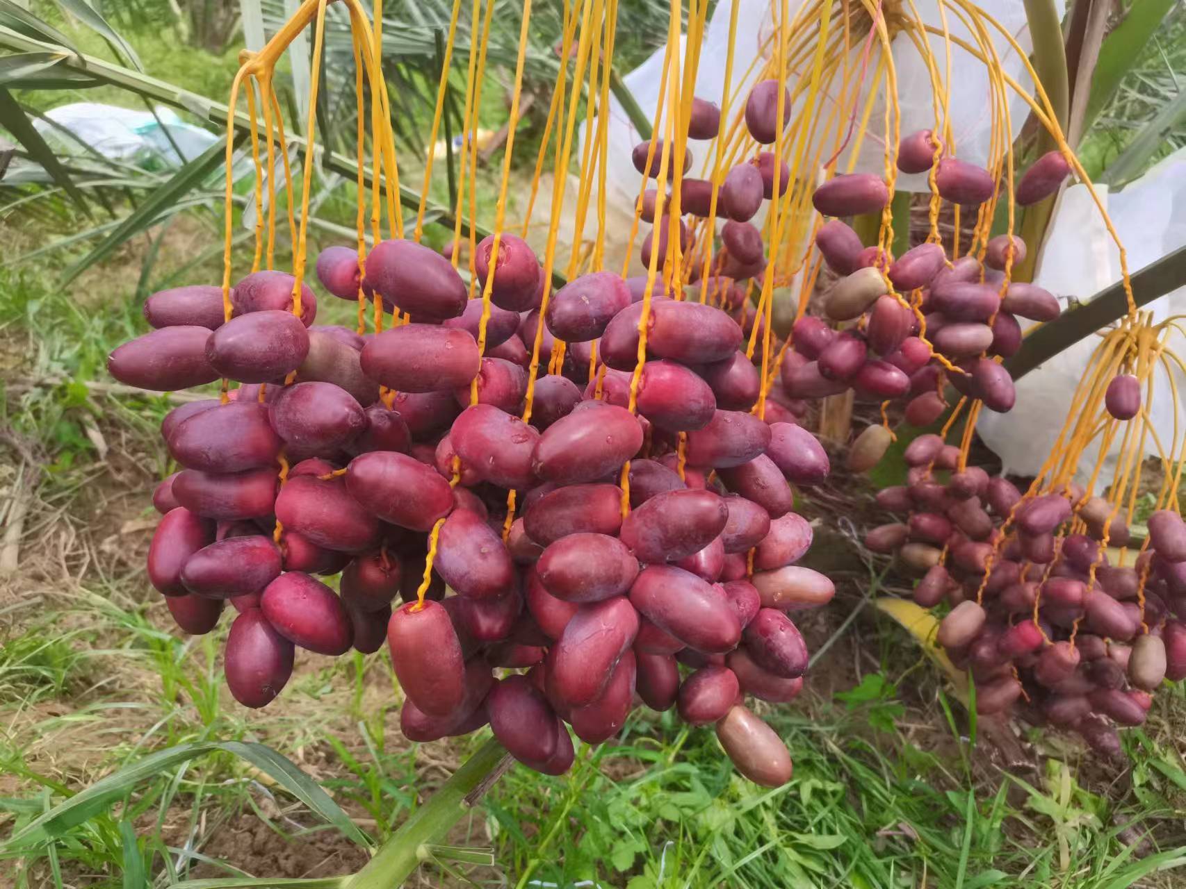 水果种植新行业,广西椰枣成功挂果,又将增加一种好吃的水果了.
