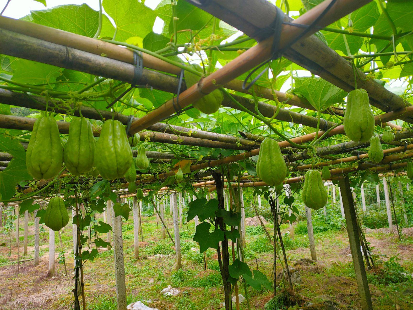 佛手瓜种植技巧:如何让佛手瓜长的更好?