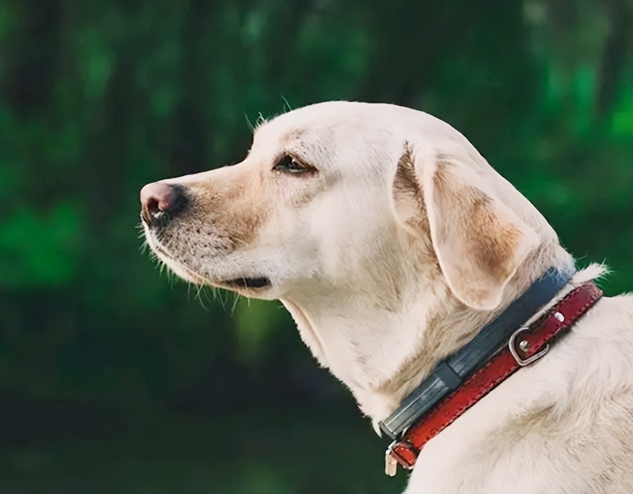 波斯多善犬:古伊朗犬