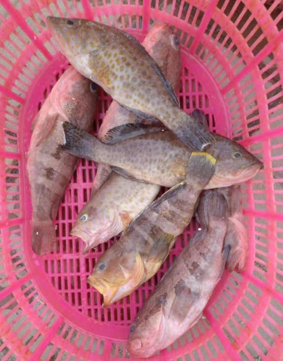 广东湛江捕获240斤石斑鱼,卖20000多块,这鱼你吃过吗?