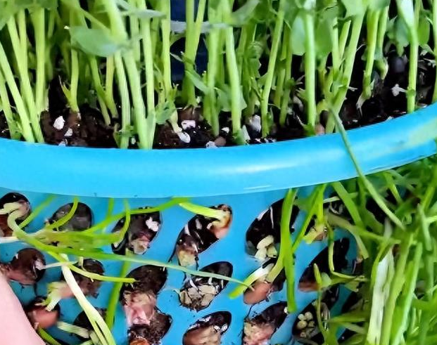 上海夫妻阳台种菜忙,垃圾筐加矿泉水瓶立体栽香葱,实现蔬果自由