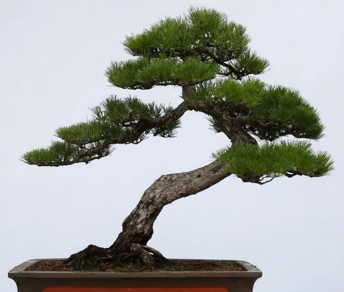 养护罗汉松盆景,掌握好这几个事项,长势茂盛,姿态更优美