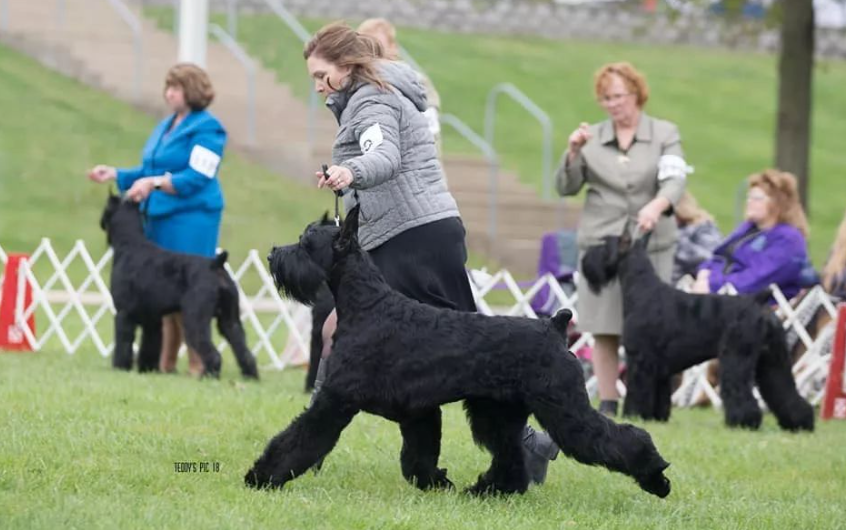 国内少见犬种系列之——巨型雪纳瑞令人惊叹的外表和个性特点!