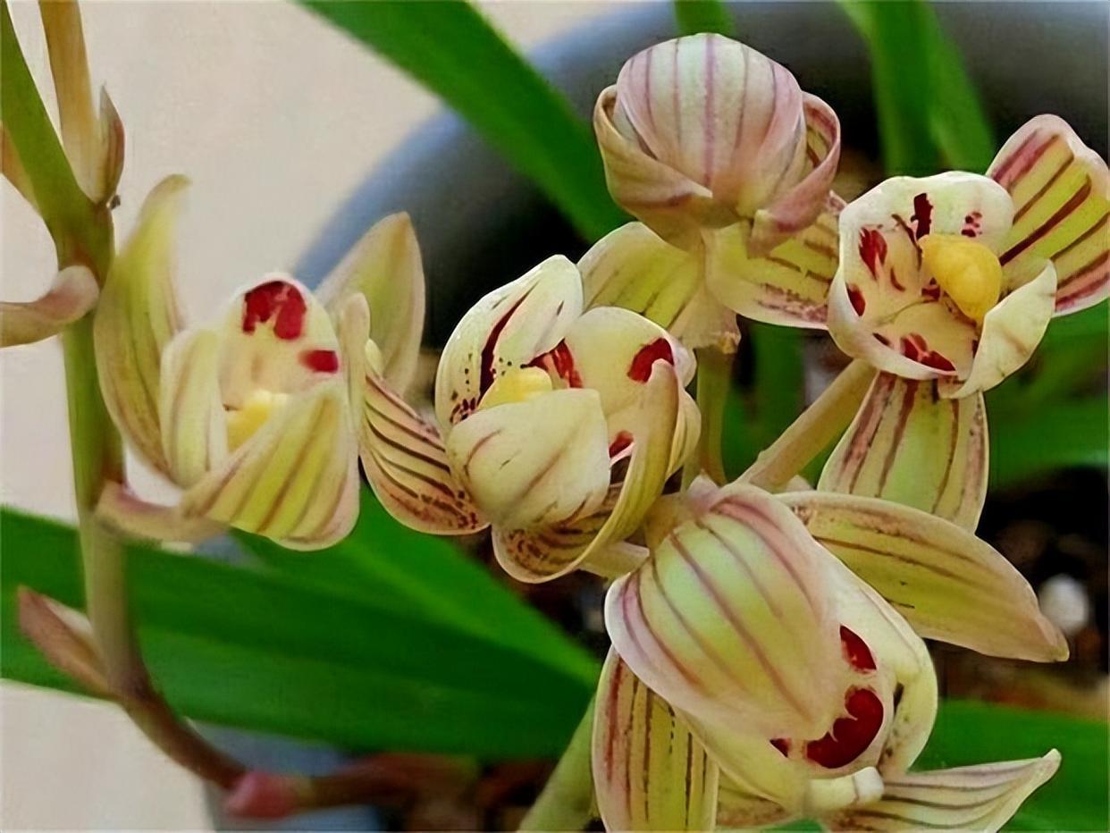 金荷——建兰老品种,近乎完美的兰花,好养活,香气浓郁似香水