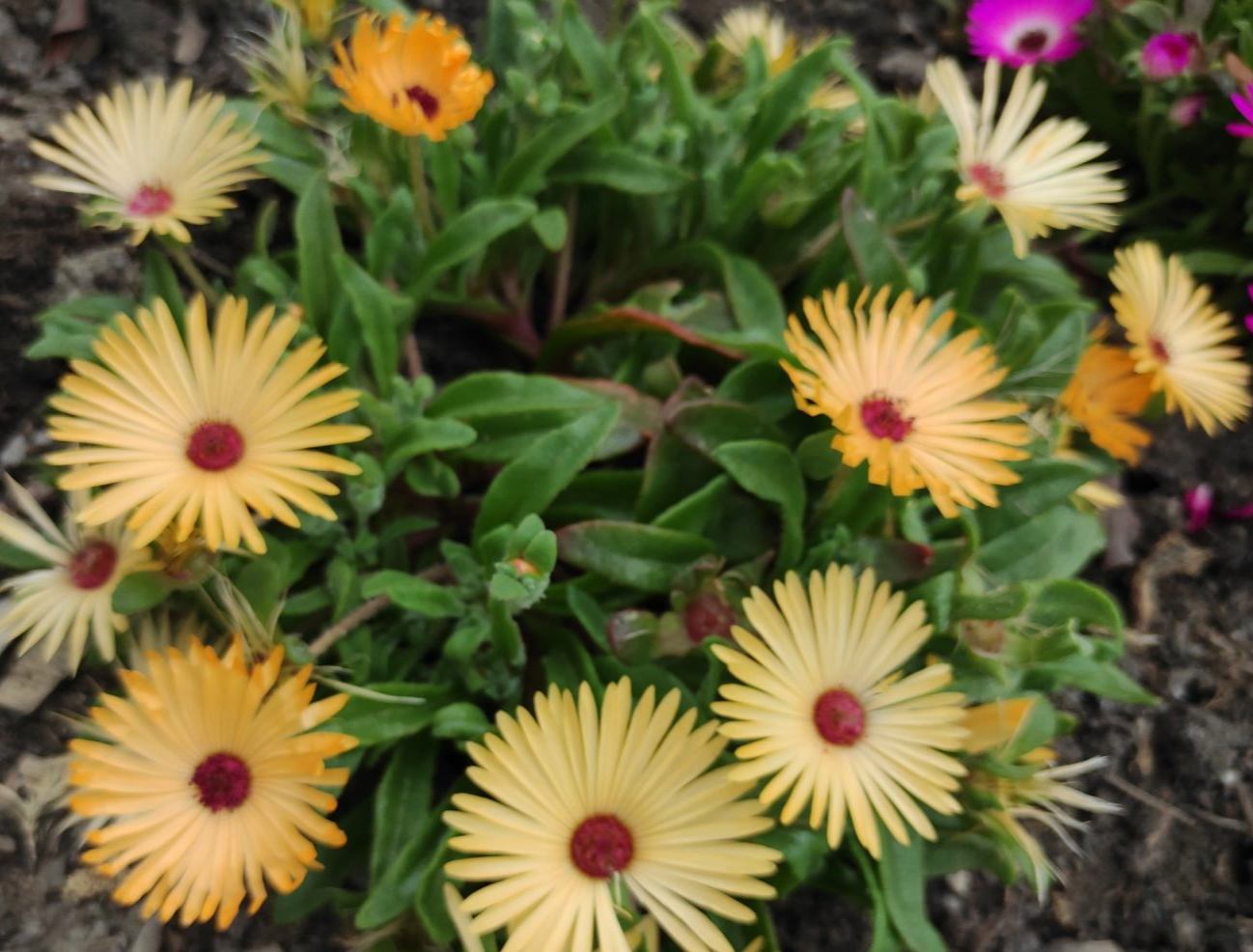 中午开的花有哪些花开?