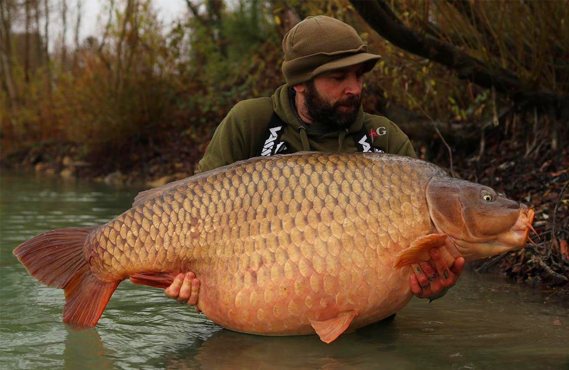 亚洲鲤入侵美国,泛滥成灾"胖"成猪,为何在我国很难活到成年?