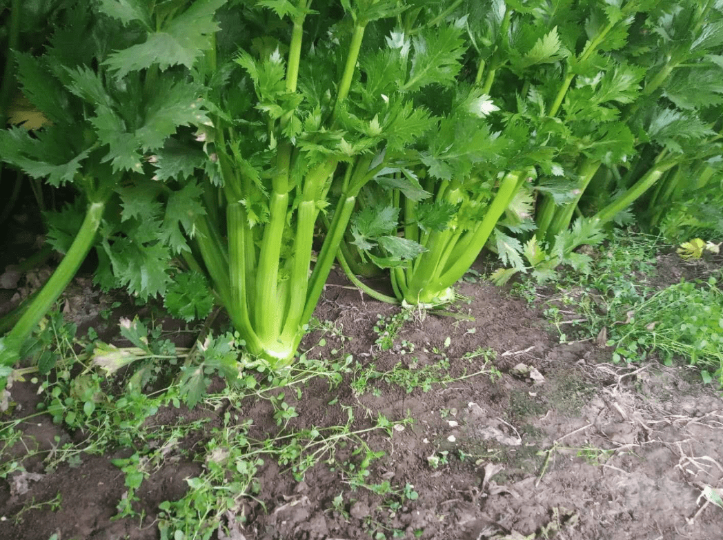 大棚春季西芹栽培技术,中港万象种植技术促根缓苗快