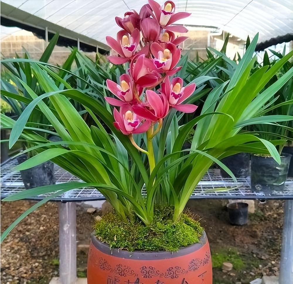 兰花中的经典,易花易芽好养活,价位一直很亲民,上档次